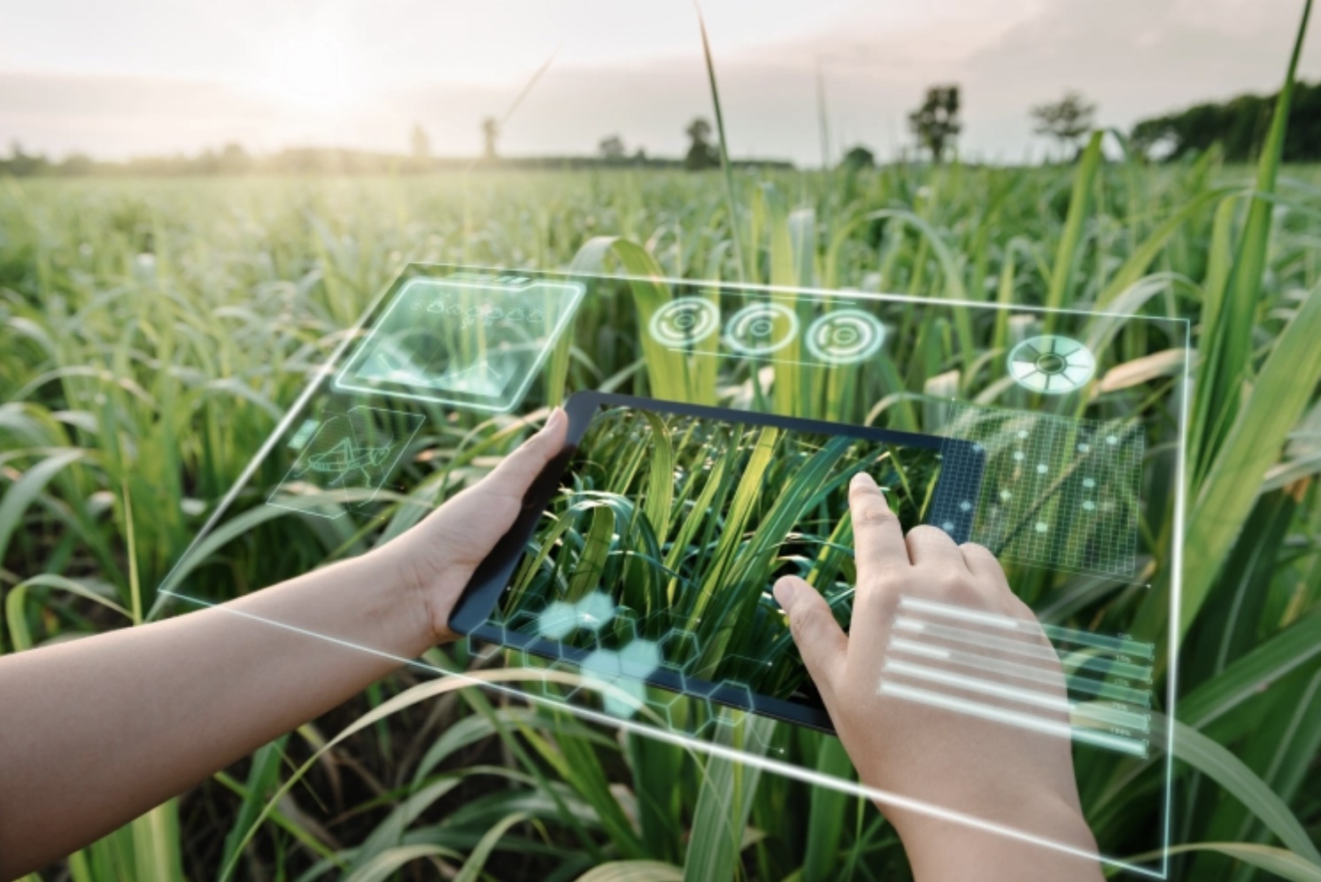 How Artificial Intelligence Can Be Used in Agriculture